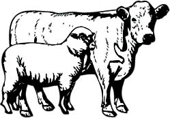 Sheepwalk Farm producing organic grass-fed beef and lamb all year round.